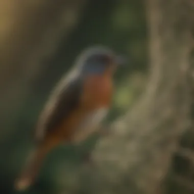 Maintenance of bird netting to ensure longevity