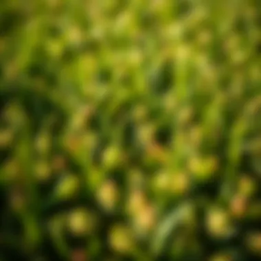 Close-up of St. Augustine Sod Texture Close-up of St. Augustine sod texture and quality