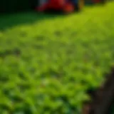 Lush green sod ready for installation in a garden