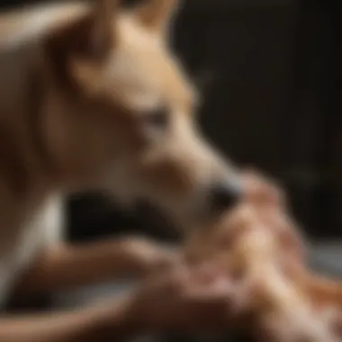 Veterinary Diagnosis of Arthritis Veterinarian examining a dog's joints for arthritis