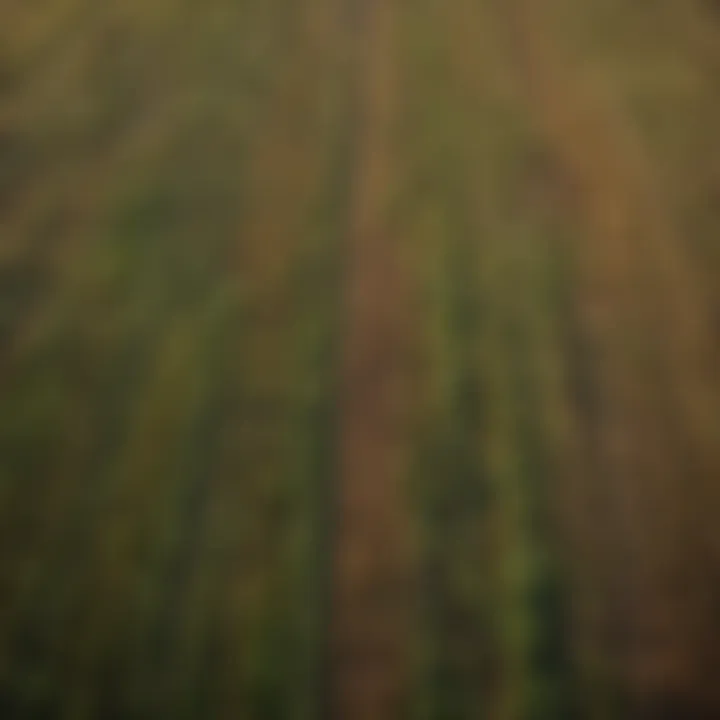 Expansive fields showcasing diverse crop patterns in Iowa