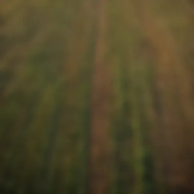 Diverse Crop Patterns in Iowa's Farmland Expansive fields showcasing diverse crop patterns in Iowa