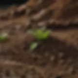 Close-up of essential FoxFarm soil ingredients