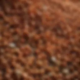 Close-up view of seeds treated with fungicide