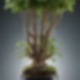 A close-up of a hydroponic system showing plant roots submerged in nutrient solution