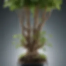 A close-up of a hydroponic system showing plant roots submerged in nutrient solution