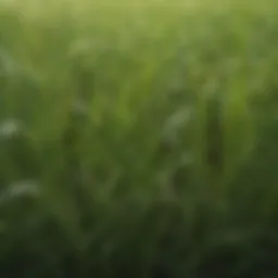 Close-up view of liquid grass seed showcasing texture and formulation