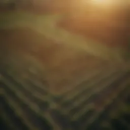 Aerial view of fertile farmland with varied crops
