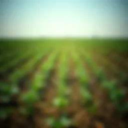 A field treated with paraquat showcasing its effects on crops