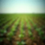 Impact of Paraquat on Crop Growth A field treated with paraquat showcasing its effects on crops