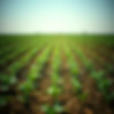 Impact of Paraquat on Crop Growth A field treated with paraquat showcasing its effects on crops