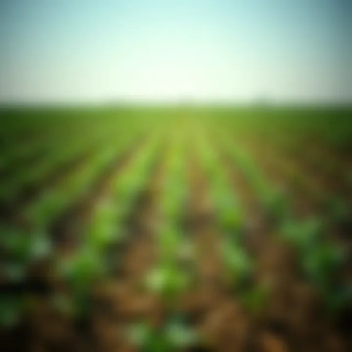 Impact of Paraquat on Crop Growth A field treated with paraquat showcasing its effects on crops