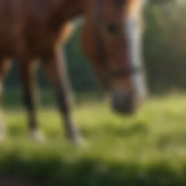 Close-up view of a horse grazing on nutrient-rich grass