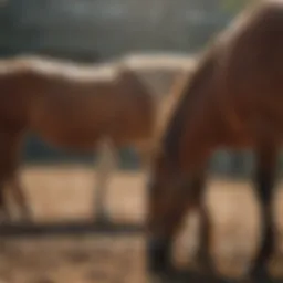 A visually striking representation of hormone regulation in mares