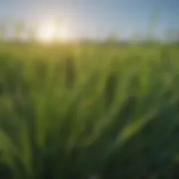 Close-up of lush ryegrass blades in a field