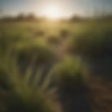 A field of Bahia grass illustrating its growth under optimal conditions.