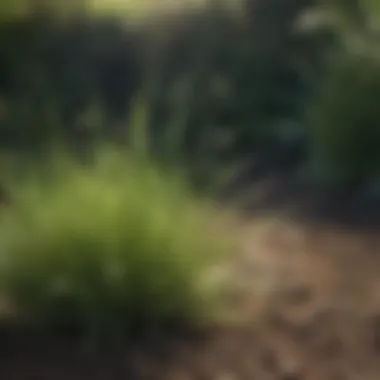 Notable Understanding Tahoma 31 Bermuda Grass Seed: A Comprehensive Guide Notable Understanding Tahoma 31 Bermuda Grass Seed: A Comprehensive Guide