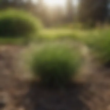 Understanding Tahoma 31 Bermuda Grass Seed: A Comprehensive Guide Summary Understanding Tahoma 31 Bermuda Grass Seed: A Comprehensive Guide Summary
