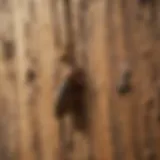 Close-up of termite damage on wood