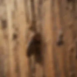 Close-up of termite damage on wood