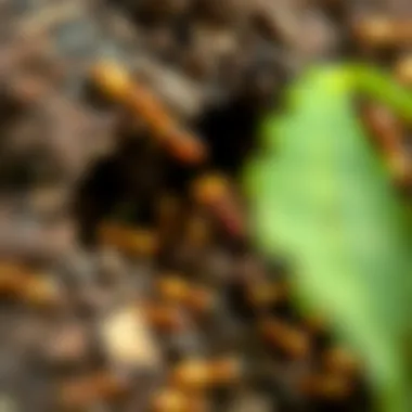 Nutrient Cycling with Termites Nutrient cycling facilitated by termite activity