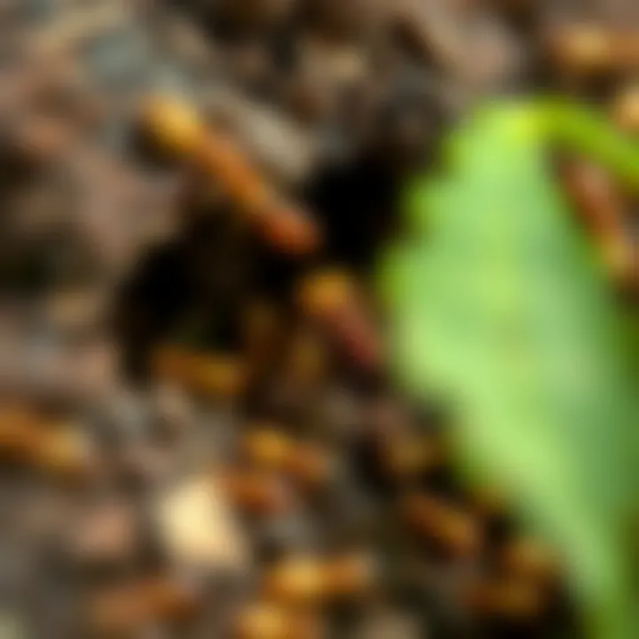 Nutrient Cycling with Termites Nutrient cycling facilitated by termite activity