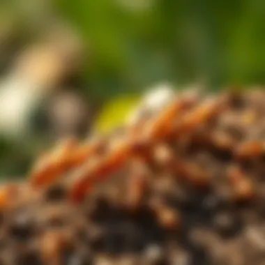 Enhancing Termite Populations Sustainably Sustainable practices for enhancing termite populations