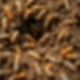 Termites aerating soil through tunneling