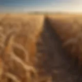 A field of ripe grain ready for harvest