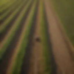Aerial view of agricultural fields with diverse crops