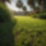 A lush St. Augustine lawn showcasing vibrant green grass