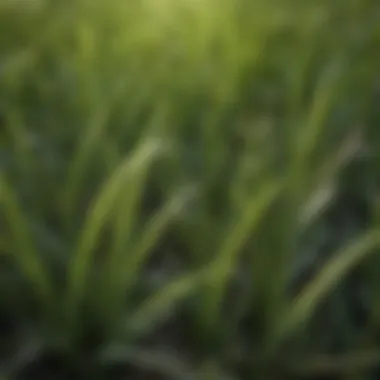 Close-up of St. Augustine grass blades highlighting their texture