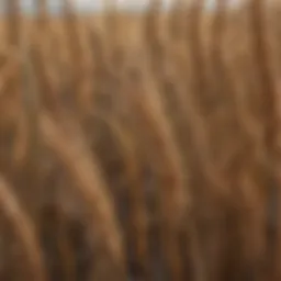 Close-up of wheat heads affected by scab