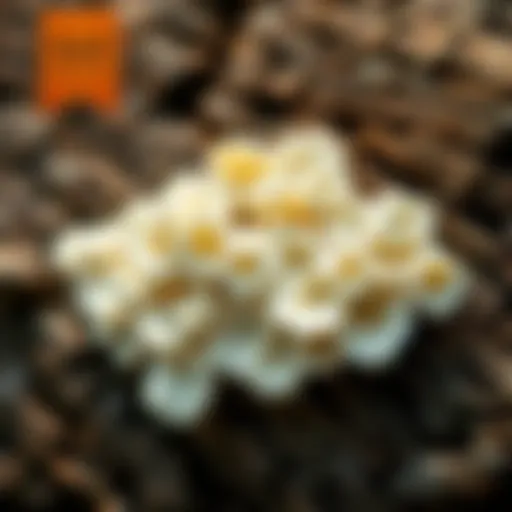 Close-up of white fungus on treated wood