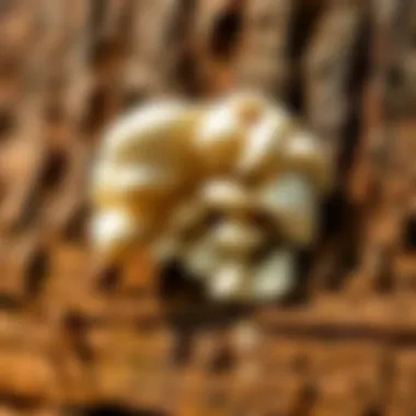Methods for Identifying White Fungus on Wood Methods for identifying white fungus on wood