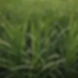 Close-up of white spots on grass blades indicating potential issues