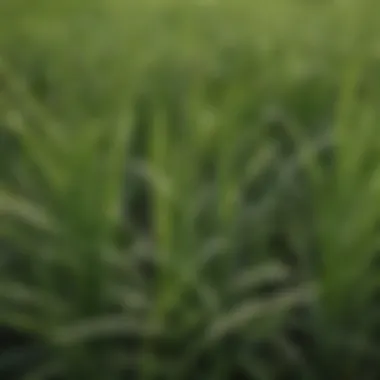 Close-up of white spots on grass blades indicating potential issues