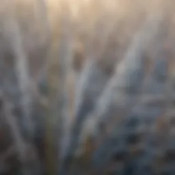 Close-up of dormant grass blades covered in frost