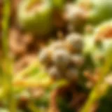 Microscopic view of mold growth on crops