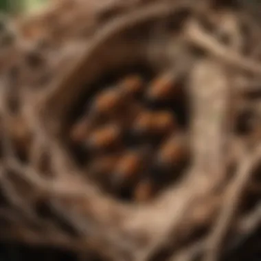 Identification of termites in a nest