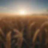 An expansive wheat field under a clear blue sky