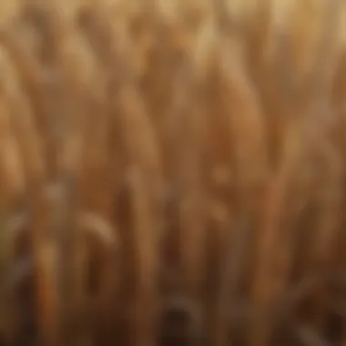 Close-up of wheat grains showcasing their quality